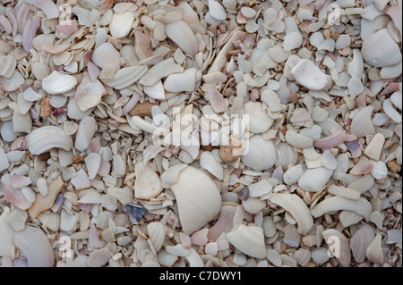 Muscheln am Strand von Shelley Stockfoto