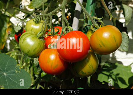 Teilweise Reife rote Tomaten an Rebstöcken Stockfoto