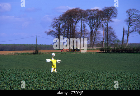 Vogelscheuche platziert im Gebiet um Vögel von Nutzpflanzen in Feld mit Traktor in die Ferne Yorkshire uk zu erschrecken Stockfoto