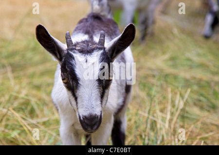 Junge schwarze und weiße Ziege Sie enge, Scheunenhof Tier Stockfoto