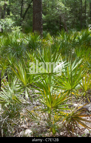 O'Leno State Park North Florida Sägepalme Unterwuchs vegetation Stockfoto