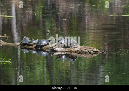 O'Leno State Park North Florida Angsthase Slider Schildkröten Sonnen auf einem schwimmenden melden Sie sich im Fluss Santa Fe Stockfoto