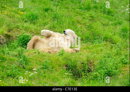 Walter der Eisbär (Ursus maritimus) bei Highland Wildlife Park Kincraig, Kingussie, Schottland, UK Stockfoto