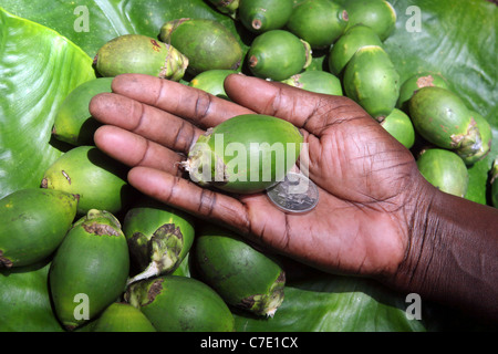 Betelnuss in einer Hand, mit 20 Toea Münze (0,2 Kina, Kosten für eine Nuss). Papua-Neu-Guinea Stockfoto