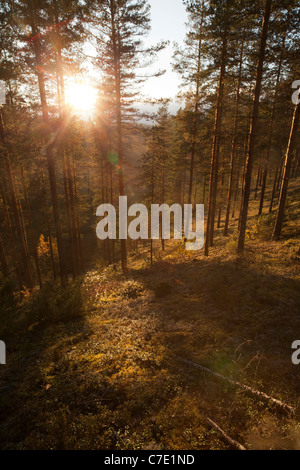 Junge Kiefer ( pinus sylvestris ) Heide / Nadelwald Taiga wächst auf einem trockenen Kamm , Finnland Stockfoto