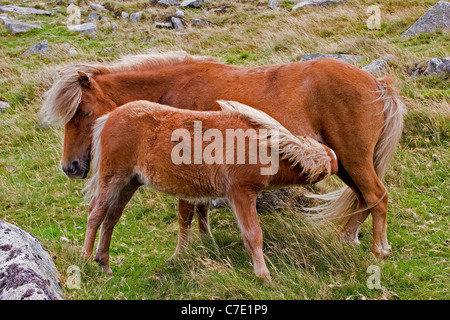 Dartmoor Pony und Fohlen Stockfoto