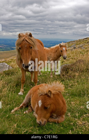 Dartmoor Pony Stute und zwei Fohlen Stockfoto