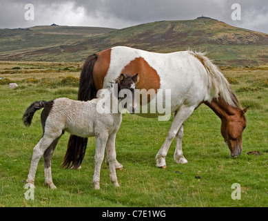 Dartmoor Pony Stute und Fohlen Stockfoto