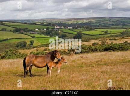 Blick auf Exmoor mit Exmoor Pony Stute und Fohlen Stockfoto