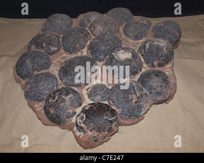 Dinosauriereier angenommen, dass etwa 65 Millionen Jahre alt. Diese fanden in der äußeren Mongolei, China. Stockfoto