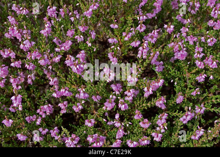 Ling Heidekraut Calluna Vulgaris Exmoor Devon UK Stockfoto