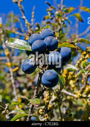 Schlehe Beeren Blackthorn Beeren Prunus Spinosa Devon UK Stockfoto