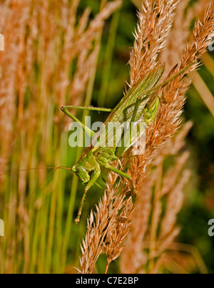 Lange winged Conehead Conocephalus verfärben Devon UK Stockfoto