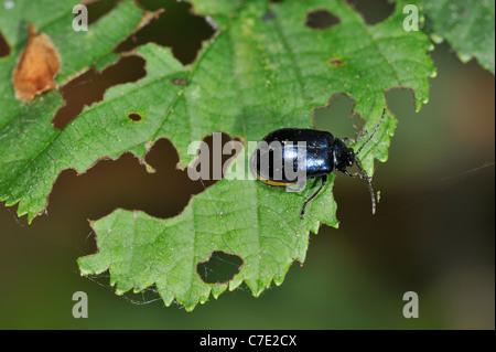 Schäden am Blatt verursacht durch Erle Getreidehähnchen (Agelastica Alni), Belgien Stockfoto