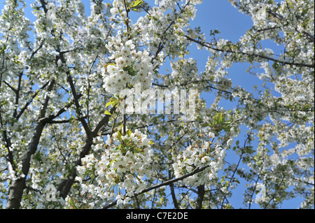 Nahaufnahme der Apfelbaum Blüte im Obstgarten im Frühjahr, Hesbaye, Belgien Stockfoto