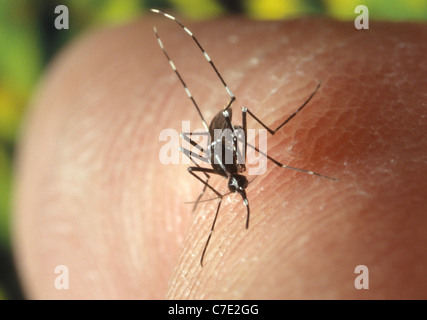 weibliche Asiatische Tigermücke (Aedes Albopictus) ernähren sich von menschlichen Wirt Stockfoto