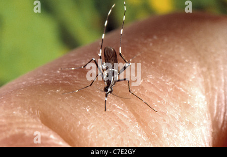 weibliche Asiatische Tigermücke (Aedes Albopictus) ernähren sich von menschlichen Wirt Stockfoto