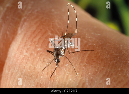 weibliche Asiatische Tigermücke (Aedes Albopictus) ernähren sich von menschlichen Wirt Stockfoto