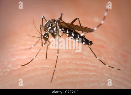 weibliche Asiatische Tigermücke (Aedes Albopictus) ernähren sich von menschlichen Wirt Stockfoto