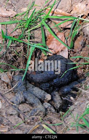 Europäischer Dachs (Meles Meles) Kot bei Latrine im Wald Stockfoto