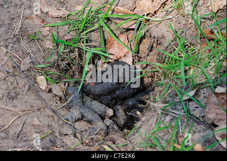 Europäischer Dachs (Meles Meles) Kot bei Latrine im Wald Stockfoto