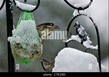 Zwei gemeinsame / Haussperlinge (Passer Domesticus) Fütterung auf Garten Futterhäuschen für Vögel im Schnee im Winter, Belgien Stockfoto