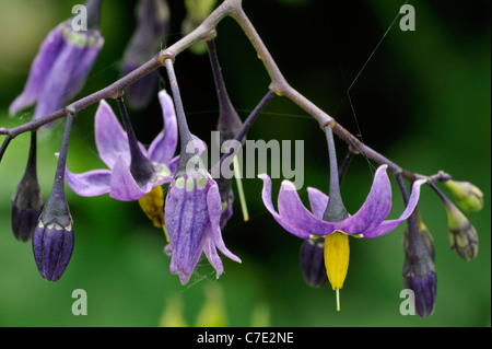 Bittersüße Nachtschatten / bitter Nachtschatten / Ackerwinde blau / violett blühen / holzig Nachtschatten (Solanum Dulcamara) in Blüte, UK Stockfoto