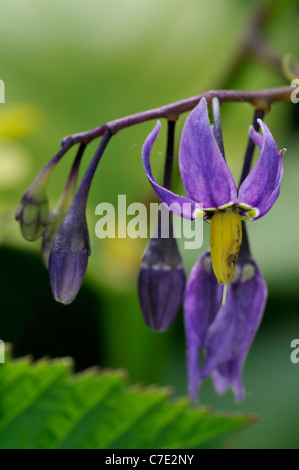 Bittersüße Nachtschatten / bitter Nachtschatten / Ackerwinde blau / violett blühen / holzig Nachtschatten (Solanum Dulcamara) in Blüte Stockfoto