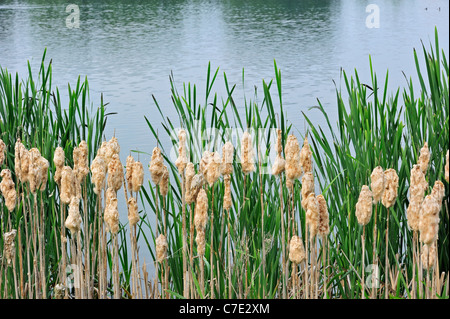 Rohrkolben / breitblättrigen Rohrkolben / mehr Binsen / große Reedmace (Typha Latifolia) flauschige Samen Köpfe angrenzenden See Stockfoto