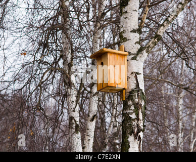 April. Das Starling-Haus auf einer Birke ist bereit für einen neuen Mieter Stockfoto