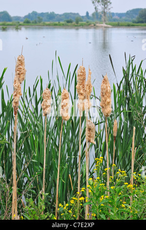 Rohrkolben / breitblättrigen Rohrkolben / mehr Binsen / große Reedmace (Typha Latifolia) flauschige Samen Köpfe angrenzenden See Stockfoto