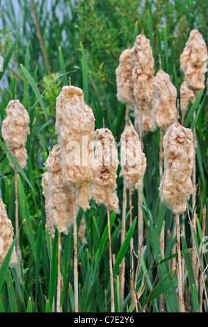 Rohrkolben / breitblättrigen Rohrkolben / mehr Binsen / große Reedmace (Typha Latifolia) flauschige Samen Köpfe angrenzenden See Stockfoto