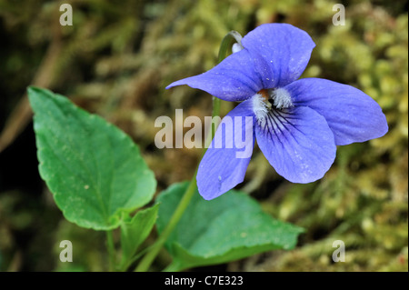 Holz violett / gemeinsame Hund Veilchen (Viola Riviniana) in Blüte, Luxemburg Stockfoto