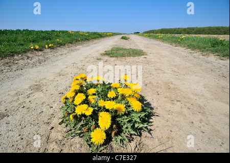 Gemeinsamen Löwenzahn (Taraxacum Officinale) in Blüte wächst in Pfad entlang Feld, Luxemburg Stockfoto