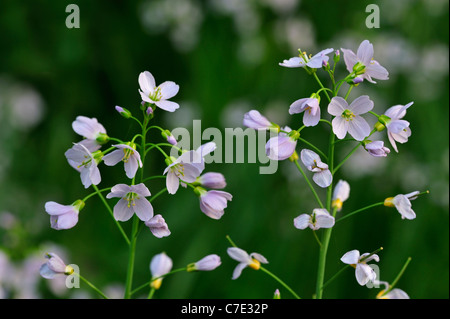 Kuckuck Blume / Lady's Kittel (Cardamine Pratensis) Blüten in Wiese Stockfoto