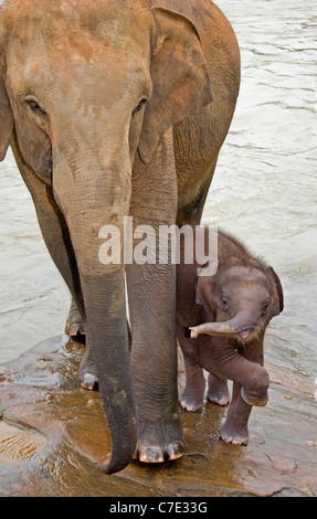 Asiatischer Elefant Elephas Maximus Maximus Sri Lanka Stockfoto