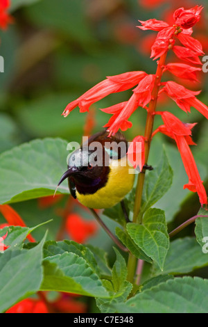 Lila Psephotus Sunbird Nectarinia Zeylonica Sri Lanka Stockfoto