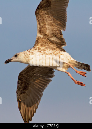 Steigenden Ring-billed Möwe im Flug Stockfoto