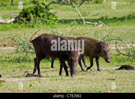 Wildschwein Sus Scrofa Sri Lanka Stockfoto