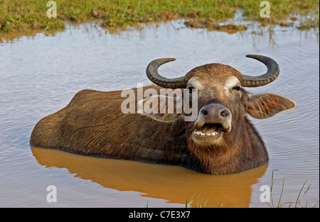 Wilden Wasserbüffels Bubalus Arnee Sri Lanka Stockfoto