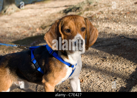 Ein Junge, aufmerksamen Beagle blickt voraus auf die Jagd. Stockfoto