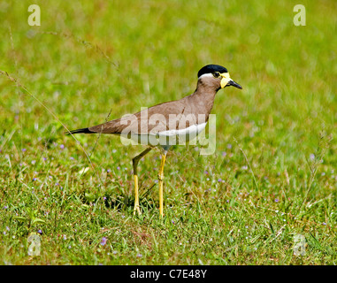 Gelb Flecht-Kiebitz Vanellus Malarbaricus Sri Lanka Stockfoto