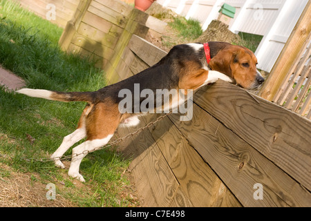 Porträt eines jungen, Tricolor Beagle Welpen. Stockfoto