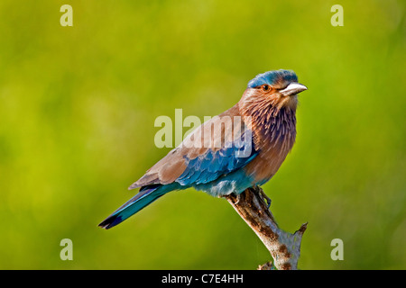 Indische Rolle Coracias feige Sri Lanka Stockfoto