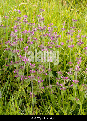 Wildes Basilikum Clinopodium Vulgare wächst in offenes Grasland in den Cotswold Hills in der Nähe von Cheltenham UK Stockfoto