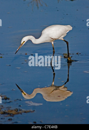 Seidenreiher; Egretta Garzetta Sri Lanka Stockfoto