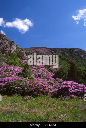 Befall von Rhododendren am Berghang in der Nähe von Beddgelert Gwynedd Snowdonia National Park North Wales UK Stockfoto