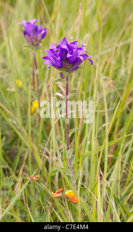 Gruppierte Glockenblume Campanula Glomerata wächst in oolitic Kalkstein Grünland in den Cotswold Hills in der Nähe von Cheltenham UK Stockfoto