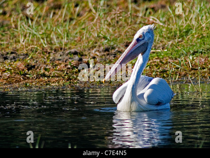 Vor Ort in Rechnung gestellt oder grauen Pelikan Pelecanus Philippensis Sri Lanka Stockfoto