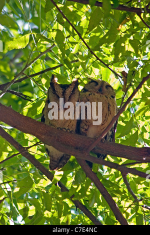 Collared Zwergohreule Eule Otus Bakkamoena SriLanka Stockfoto